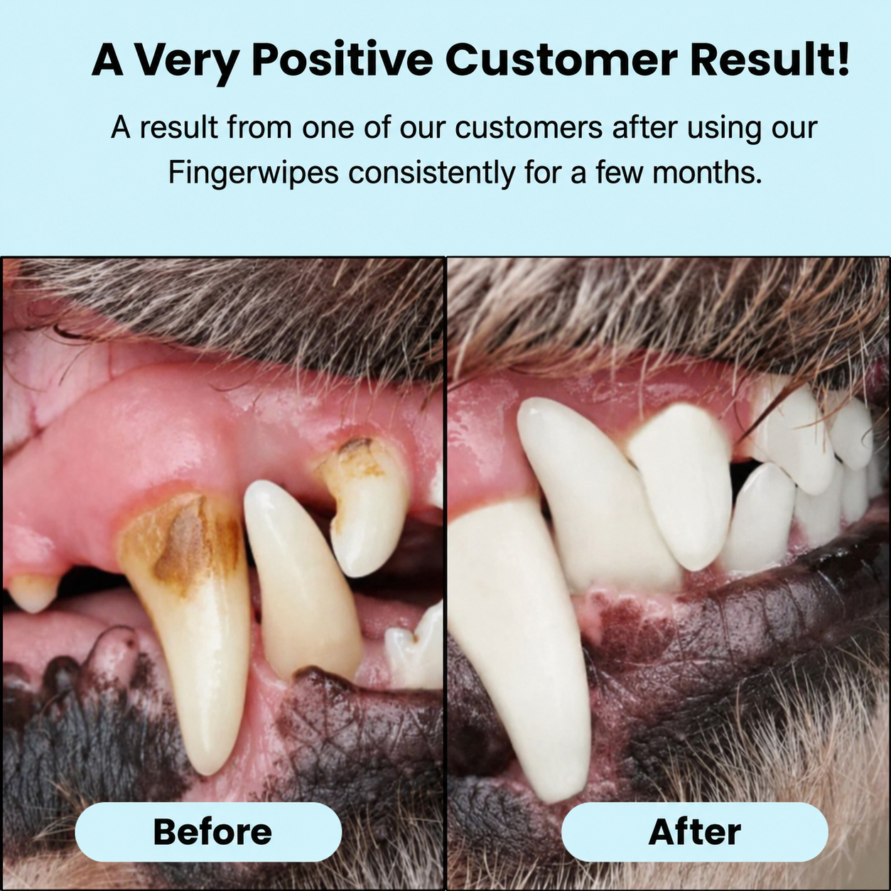 Pet-specific wipes, pet teeth-cleaning finger cots, non-woven wipes, disposable finger toothbrushes for dogs and cats, oral cleaning and tartar removal.