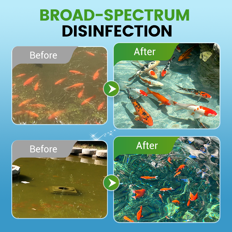 Chlorine dioxide effervescent disinfection tablets—making your ponds and fish tanks cleaner and your fish healthier.
